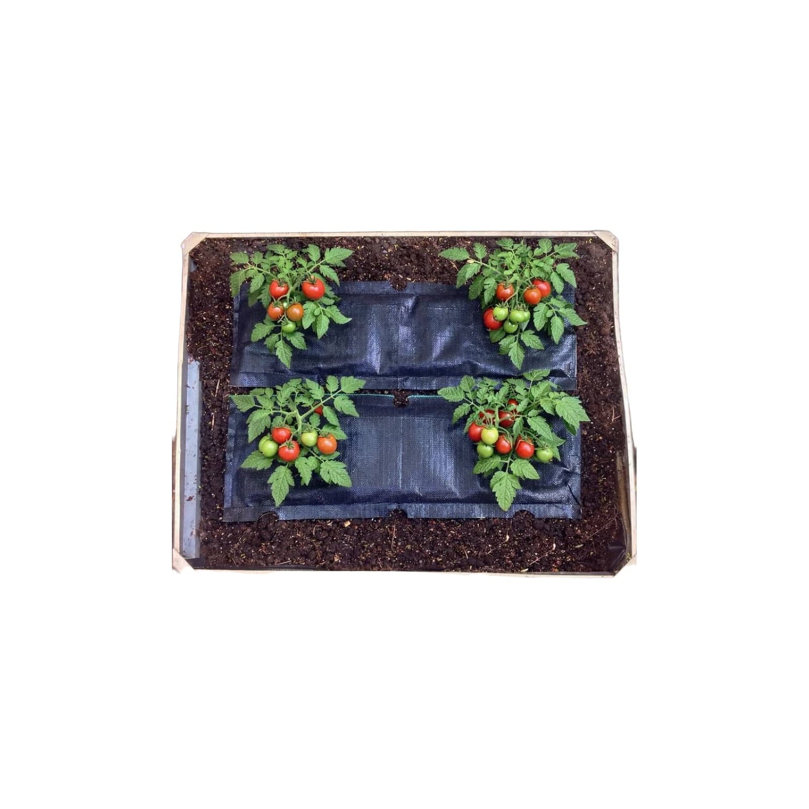 Grow Bag Rescue Kit (Bags + Trays + Spikes) — product photo 1